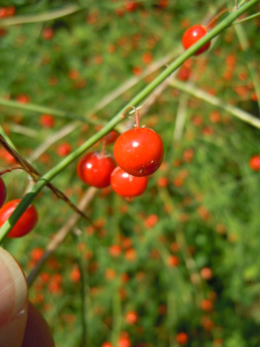 Asparagus officinalis (wild asparagus)