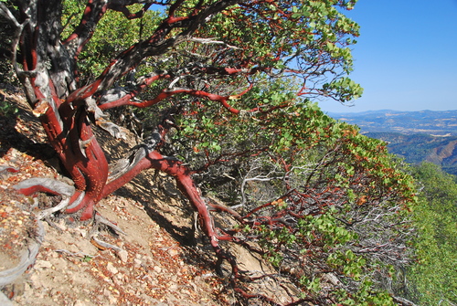 Arctostaphylos manzanita (Dr. Hurd Manzanita) (alternate view 3)