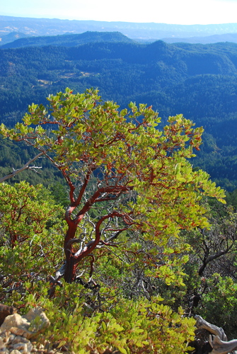 Arctostaphylos manzanita (Dr. Hurd Manzanita) (alternate view 4)