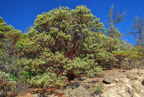 Arctostaphylos manzanita (Dr. Hurd Manzanita) (alternate view 5)