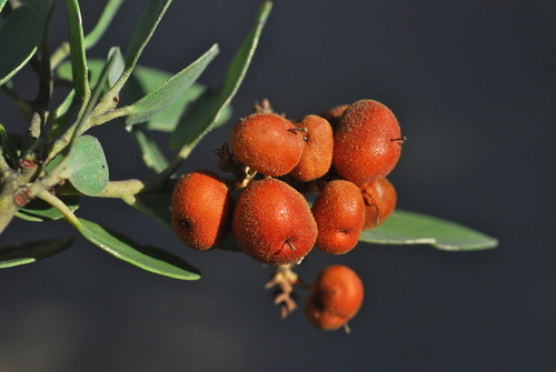 Arctostaphylos manzanita (Dr. Hurd Manzanita) (alternate view 6)