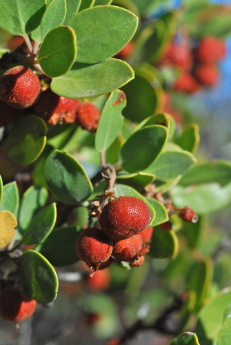 Arctostaphylos manzanita (Dr. Hurd Manzanita) (alternate view 7)