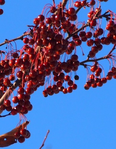 Malus baccata (Siberian crabapple) (alternate view 7)