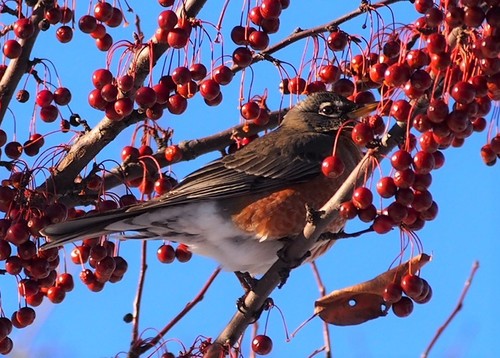 Malus baccata (Siberian crabapple) (alternate view 6)