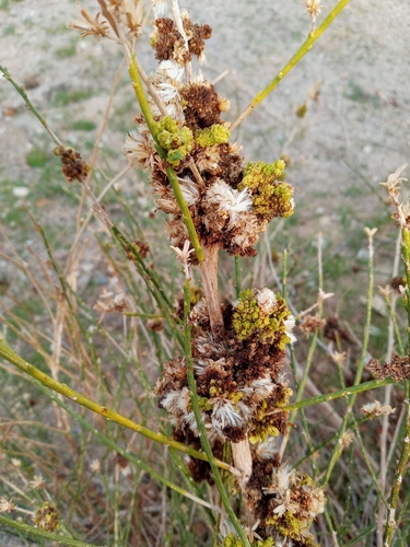 Lepidospartum squamatum (California Broomsage) (alternate view 4)