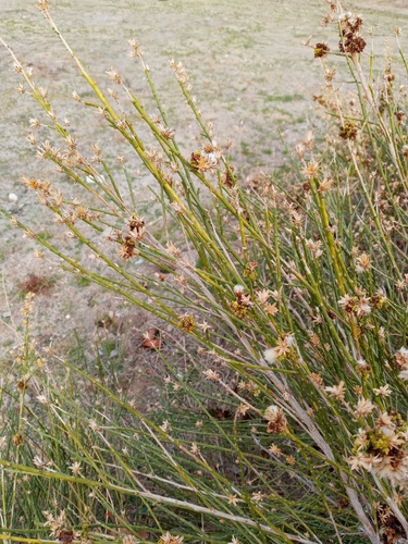Lepidospartum squamatum (California Broomsage) (alternate view 5)