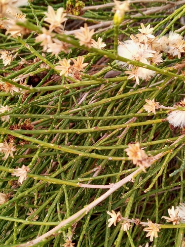 Lepidospartum squamatum (California Broomsage) (alternate view 6)