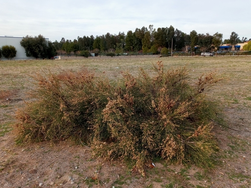 Lepidospartum squamatum (California Broomsage) (alternate view 7)
