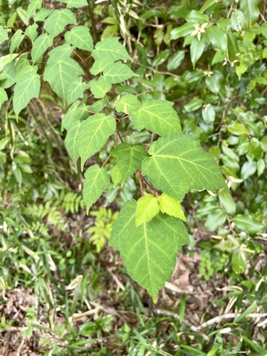 Acer crataegifolium (Hawthorn-leaved Maple) (alternate view 3)
