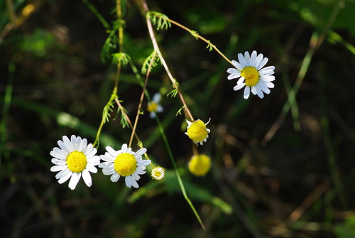 Matricaria chamomilla (German Chamomile)