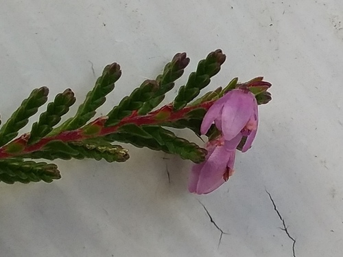 Calluna vulgaris (Scotch Heather) (alternate view 9)