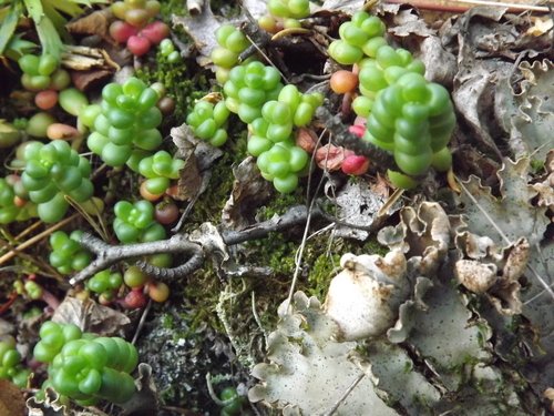 Sedum divergens (Spreading Stonecrop) (alternate view 3)
