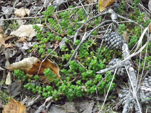 Sedum divergens (Spreading Stonecrop) (alternate view 2)