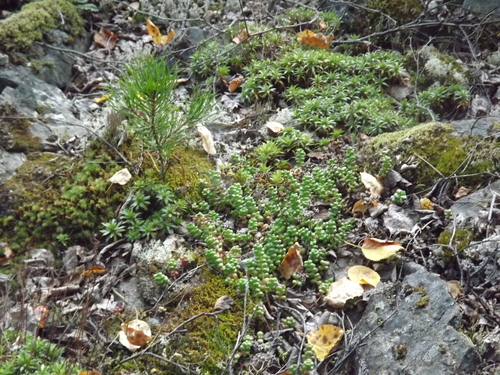 Sedum divergens (Spreading Stonecrop) (alternate view 4)