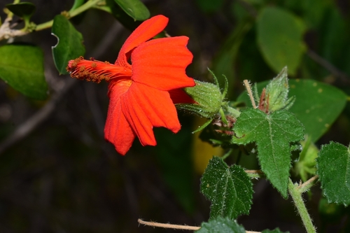Pavonia (Swampmallows) (alternate view 7)