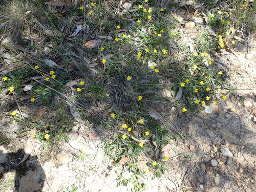 Goodenia blackiana (Black's goodenia) (alternate view 2)