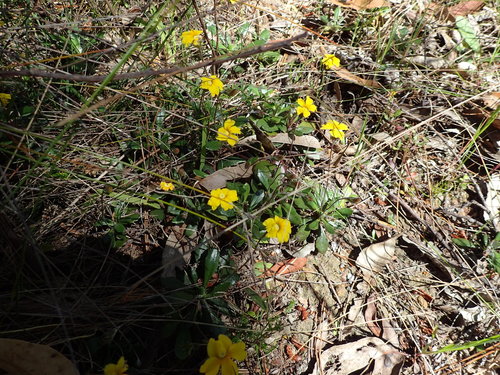 Goodenia blackiana (Black's goodenia)