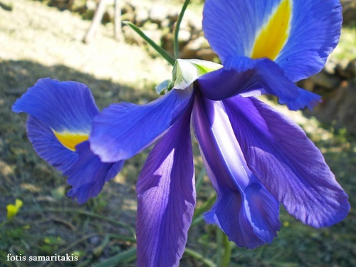 Iris × hollandica (Dutch iris) (alternate view 9)