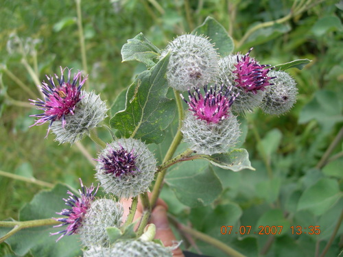 Arctium tomentosum (Woolly Burdock)