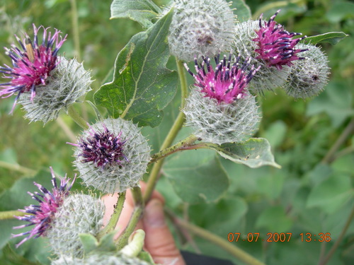 Arctium tomentosum (Woolly Burdock)