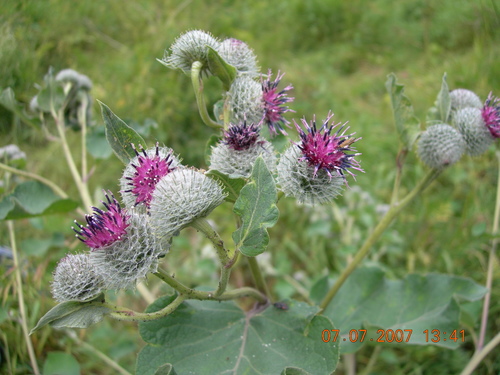 Arctium tomentosum (Woolly Burdock)