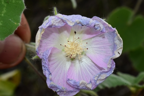 Abutilon (Indian mallows) (alternate view 9)