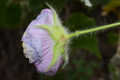 Abutilon (Indian mallows) (alternate view 10)