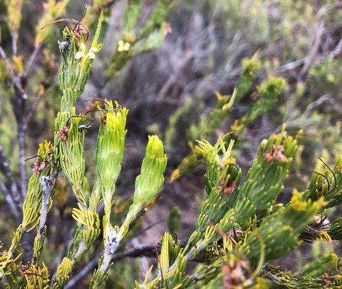 Adenanthos terminalis (Gland Flower)