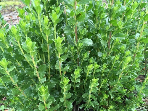 Baccharis pilularis (Coyote Brush) (alternate view 4)