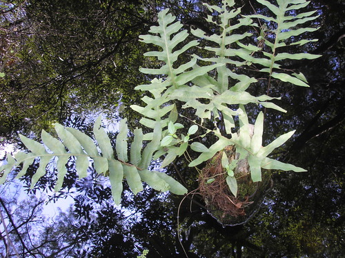 Phlebodium aureum (Blue Star Fern)