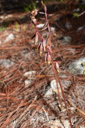 Corallorhiza (Coralroots)
