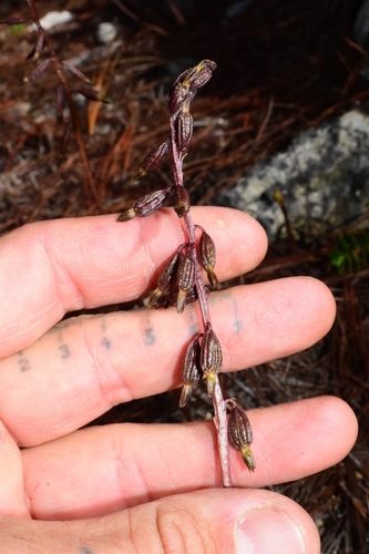 Corallorhiza (Coralroots) (alternate view 2)