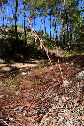 Corallorhiza (Coralroots) (alternate view 3)