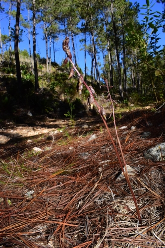 Corallorhiza (Coralroots) (alternate view 4)