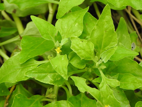 Tetragonia tetragonoides (New Zealand Spinach)