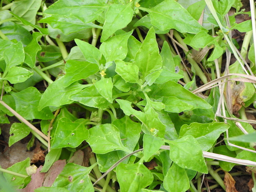 Tetragonia tetragonoides (New Zealand Spinach) (alternate view 2)