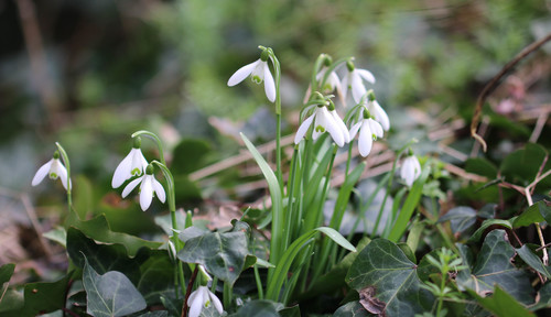 Galanthus nivalis (Common Snowdrop) (alternate view 4)