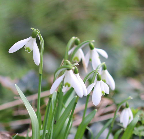 Galanthus nivalis (Common Snowdrop) (alternate view 3)