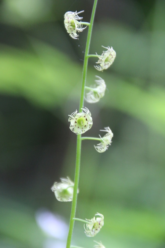 Mitellastra caulescens (Leafy Miterwort) (alternate view 4)