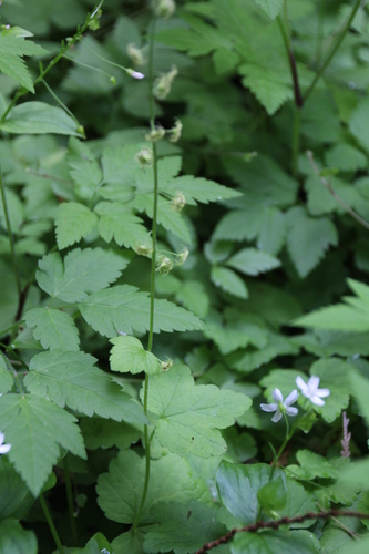Mitellastra caulescens (Leafy Miterwort) (alternate view 5)