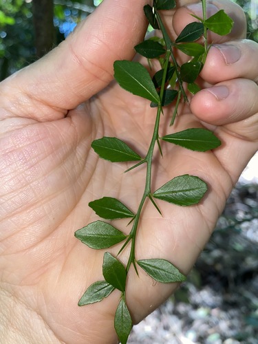 Citrus australasica (Finger Lime)