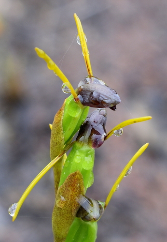 Orthoceras strictum (Birds mouth orchid)