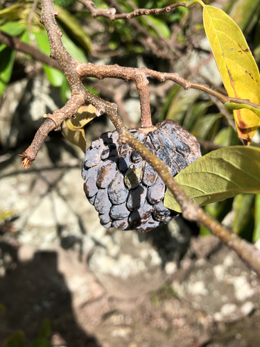 Annona squamosa (Sugar Apple)