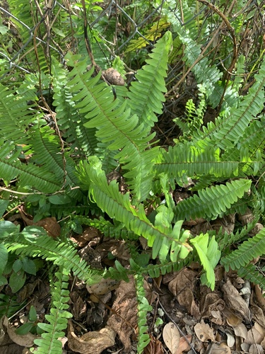 Nephrolepis cordifolia (Fishbone Fern)