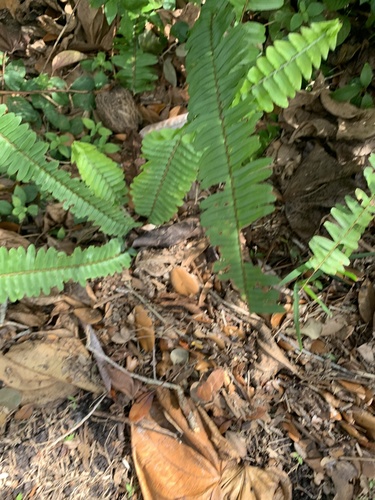 Nephrolepis (sword ferns)