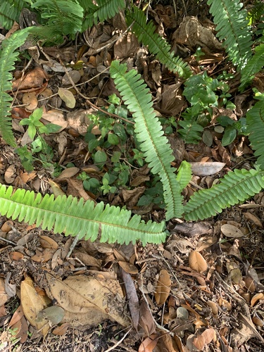 Nephrolepis (sword ferns) (alternate view 2)