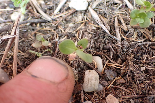 Erigeron glaucus (Seaside Fleabane) (alternate view 4)