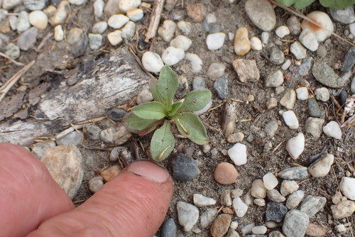 Erigeron glaucus (Seaside Fleabane) (alternate view 3)