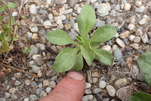 Erigeron glaucus (Seaside Fleabane) (alternate view 5)