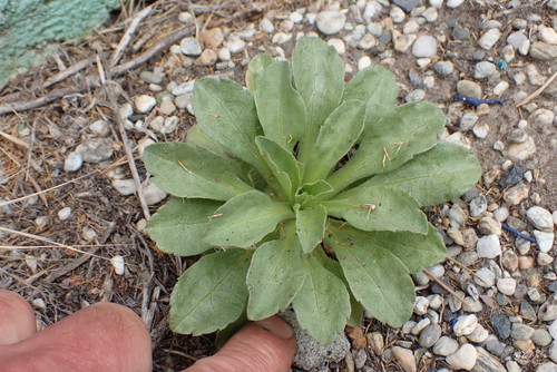 Erigeron glaucus (Seaside Fleabane) (alternate view 6)